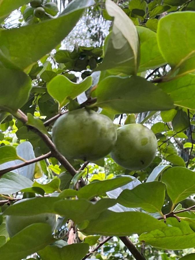 Sitio Serenar Chales Equipados Penedo  Eksteriør billede
